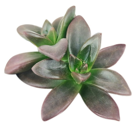 Echeveria Licorice (2" No Pot) - Rosette Succulents - Pet-friendly Succulent for Home - Live, Healthy Succulents for Gift Ideas