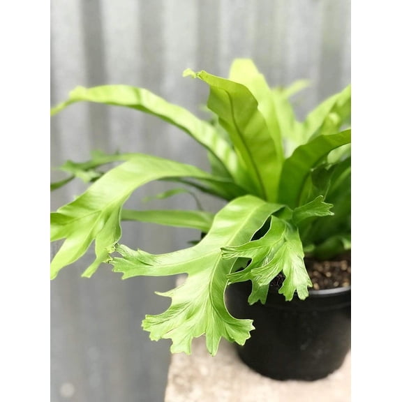 Crissie Bird's Nest Fern - Live Plant in a 4 Inch Pot - Asplenium Nidus - Beautiful Easy Care Indoor Houseplant Fern