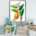 thumbnail image 3 of Designart 'Ancient Fruits I' Farmhouse Framed Art Print, 3 of 4
