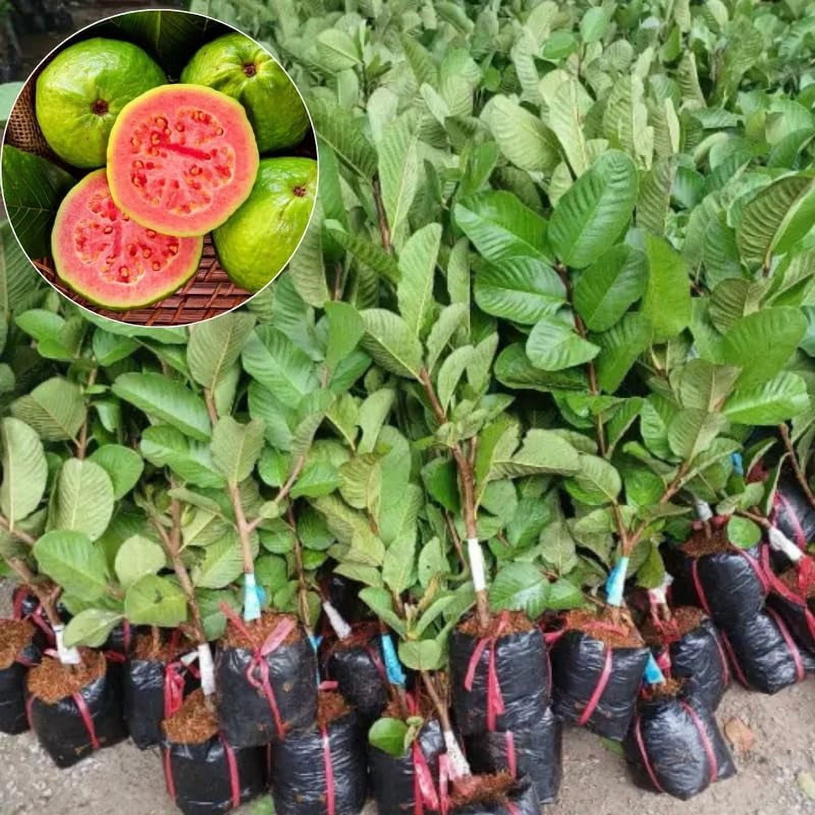 Saxon Becnel 3.5G Satsuma Owari Mandarin Orange Citrus Fruit Tree