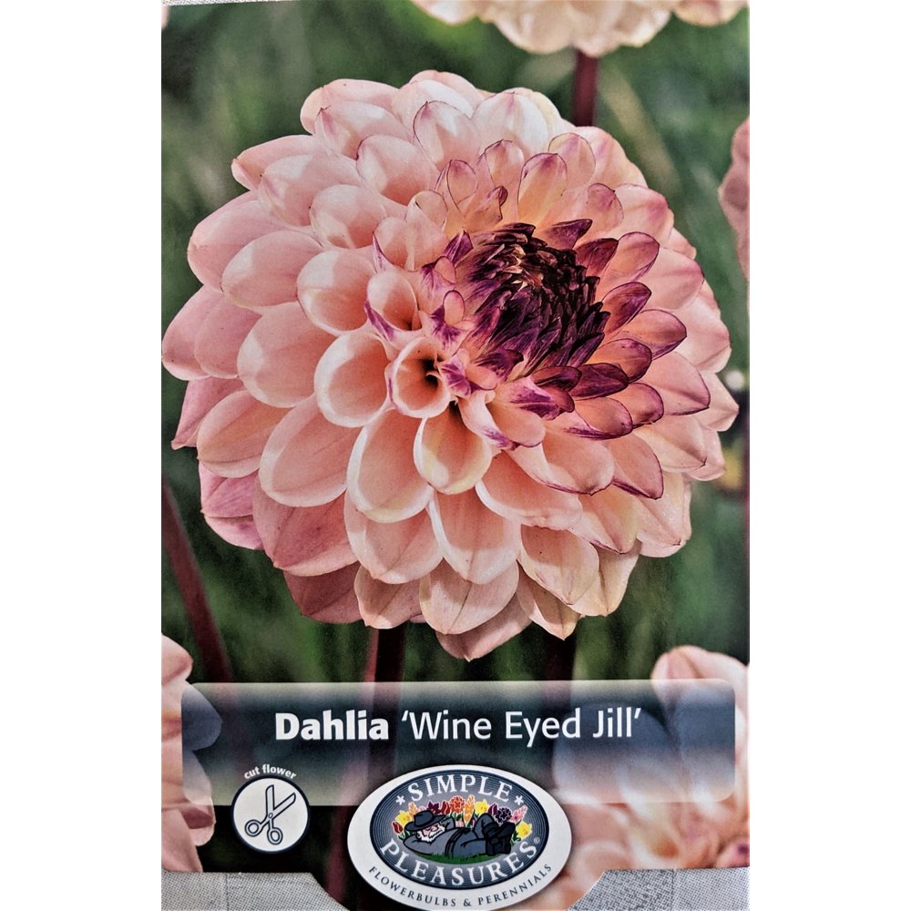 Wine Eyed Jill Dahlia 1 Size Root Clump Charming Ballshaped Pompon Flowers