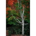 thumbnail image 3 of Geyman, Vitaly 17x24 Black Modern Framed Museum Art Print Titled - Tree of Life I, 3 of 5