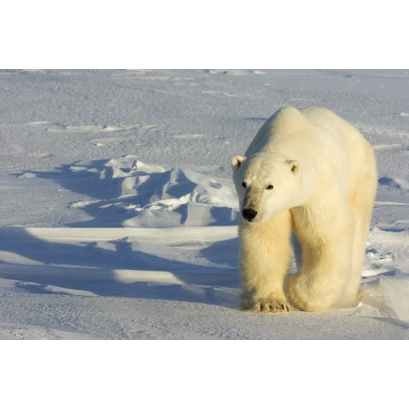 Polar bear (Ursus maritimus) walking across frozen snow-covered ground; Churchill, Manitoba, Canada by Tom Soucek / Design Pics (34 x 22)