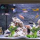 thumbnail image 4 of unbranded Para De Peces Con Planta Artificial De En Color Natural, 4 of 6