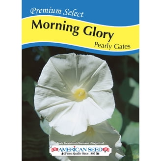 Ferry-Morse 850MG Morning Glory Mount Fuji Blend Annual Flower