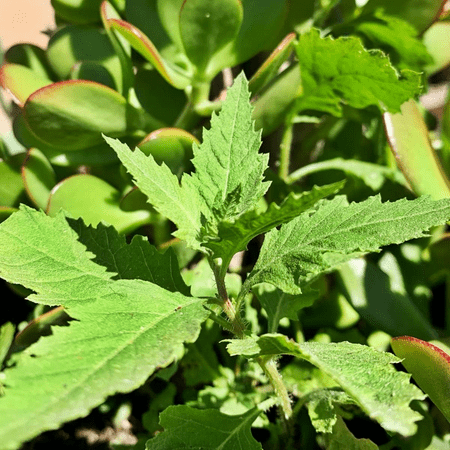 Epazote Plant Live For Planting, In 4 Inch Pot, Culinary Epazote Herb for Outdoor or Indoor Planting