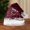 Watermelon Red, variant on Christmas Santa Hat Red Velvet Santa Claus Hat Santa Cap