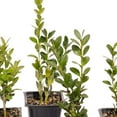 thumbnail image 4 of 6 Green Mountain Boxwood, Live Plants – Buxus ‘Green Mountain’ – Thriving in 2.5” Nursery Cubes – Hardy, Adaptable Evergreen with Bright Foliage, 4 of 9