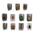 thumbnail image 3 of Wosthever Espécimen de insecto Real resistente y duradero con escorpión transparente, araña, avispa, escarabajo, escorpión amarillo Type3 NO3, 3 of 6