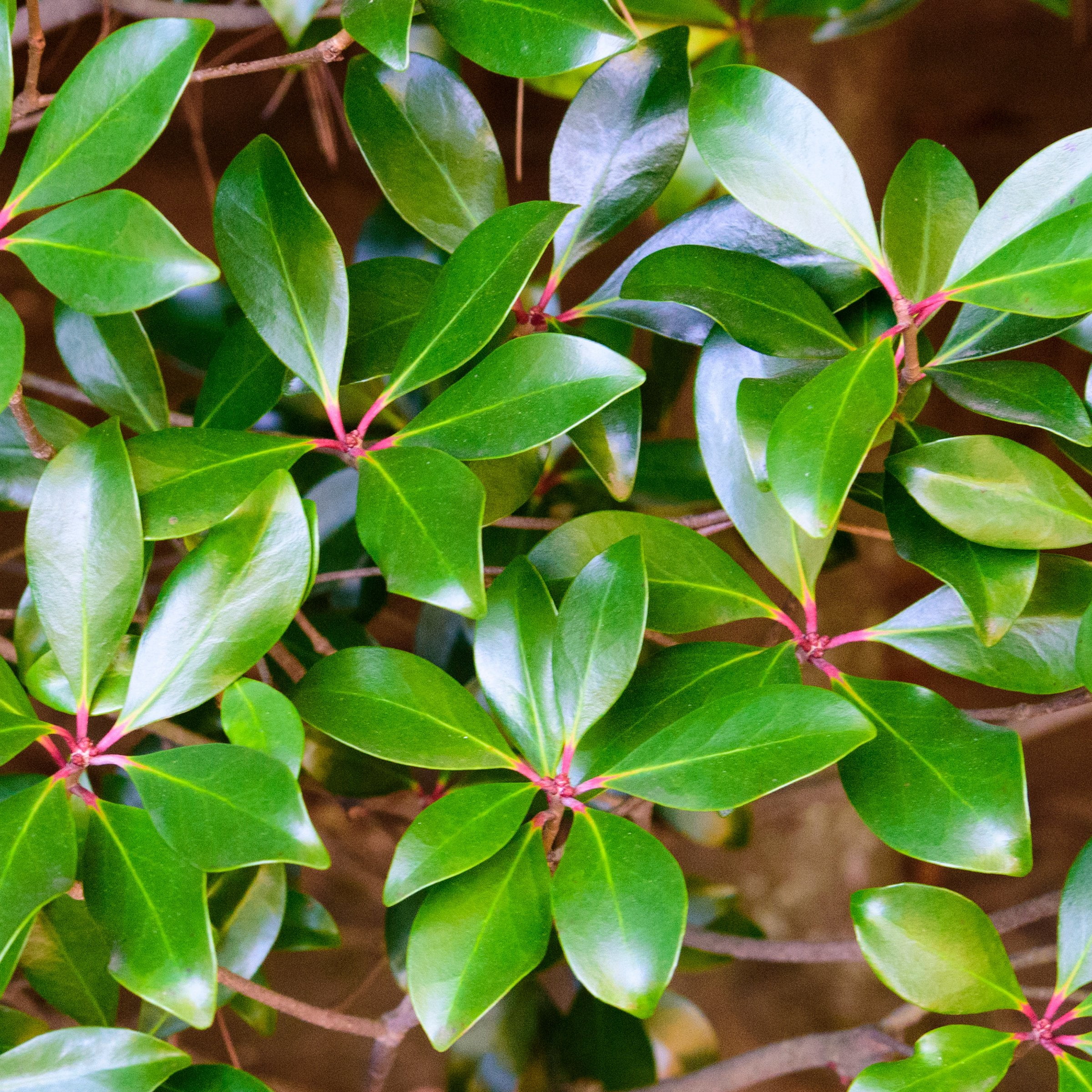 National Plant Network 4 in. Cleyera Japonica (3-Pack)