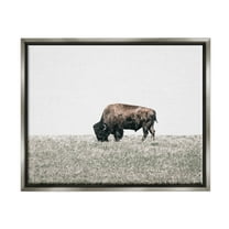 Stupell Industries Buffalo Grazing Pasture Animals & Insects Photography Gray Floater Framed Canvas Art Print Wall Art, 31 x 25
