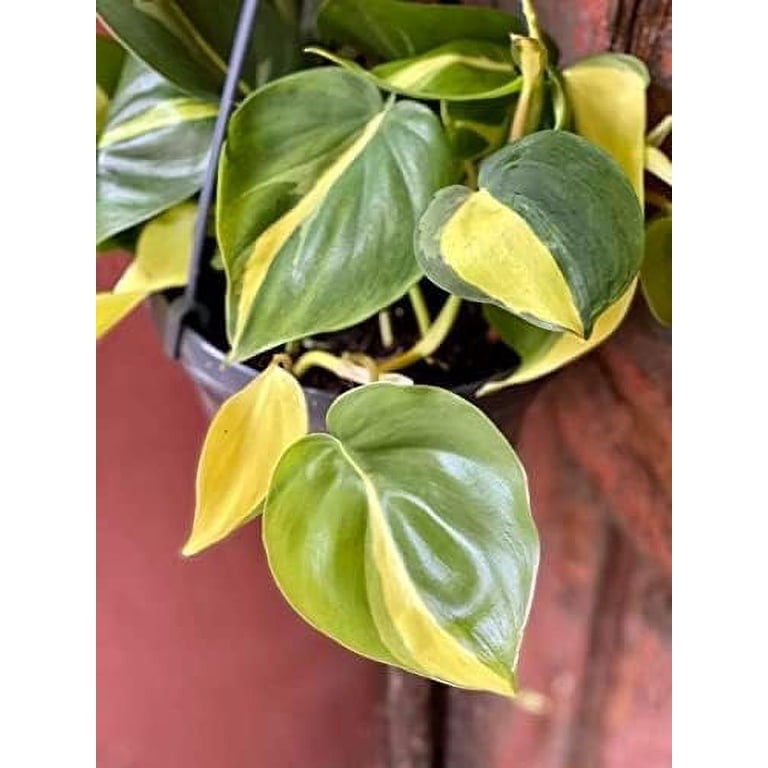 succulent pots bulk Bulk Luck Elephant Succulent Planter Pots Wholesale  Artificialmerch