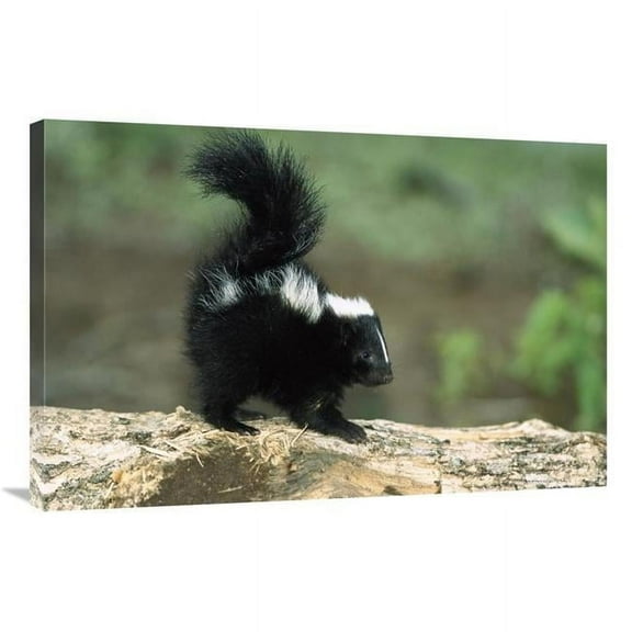 24 x 36 in. Striped Skunk Kit on Log with Raised Tail to Spray, North America Art Print - Konrad Wothe