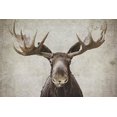 thumbnail image 1 of ELMER THE MOOSE BY NATASIA COOK 24" x 36" Photo Poster, 1 of 1
