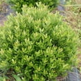 thumbnail image 6 of Strongbox® Inkberry Holly - 3 Gallon Pot, Live Evergreen Shrub, Full Sun, 6 of 6