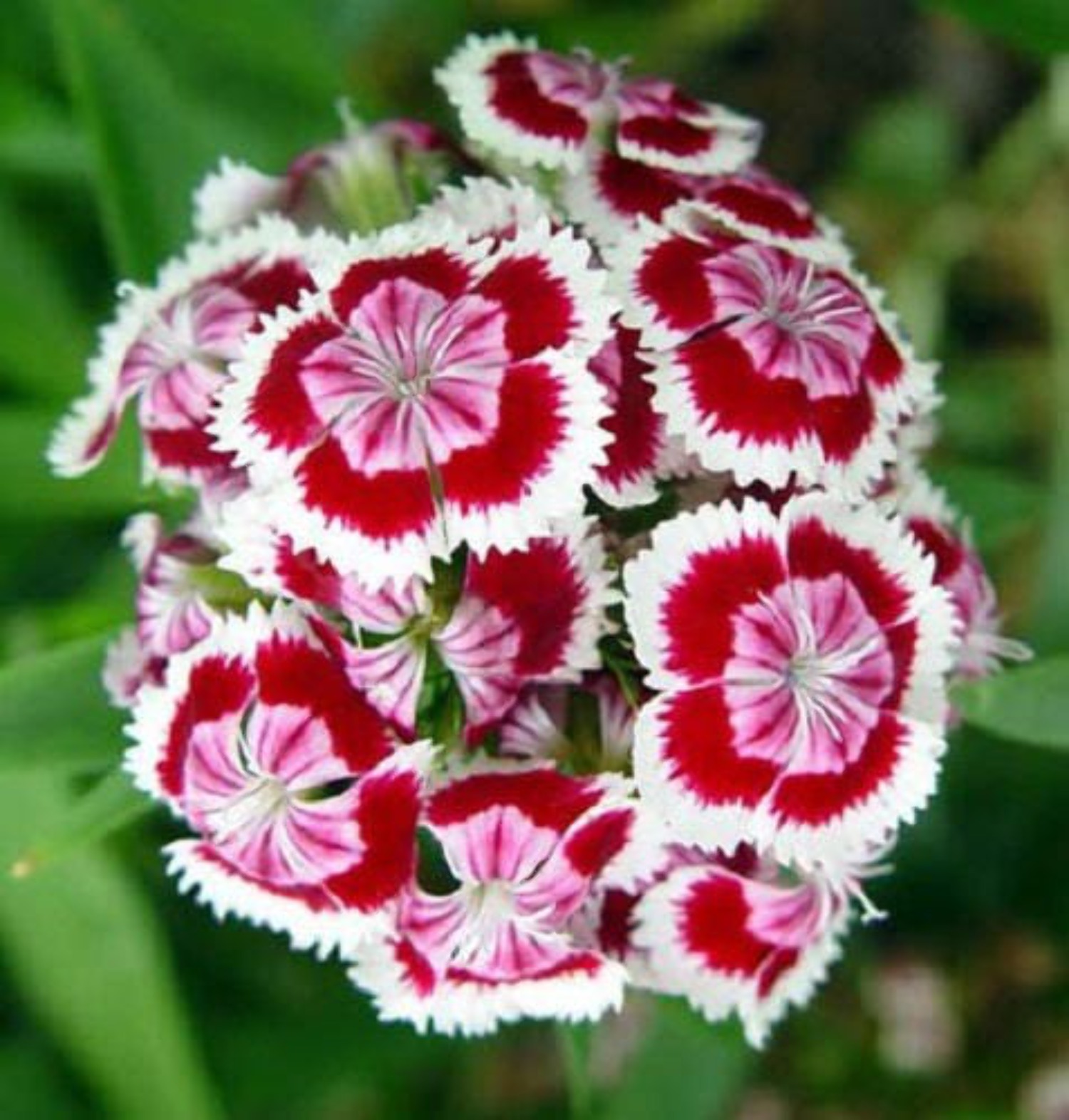 Seedville 500 Sweet William Mix Dianthus Barbatus Flower Seeds