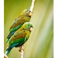 thumbnail image 2 of Theodore, George and Marilu 20x23 White Modern Wood Framed Museum Art Print Titled - Costa Rica-parakeet perched, 2 of 4