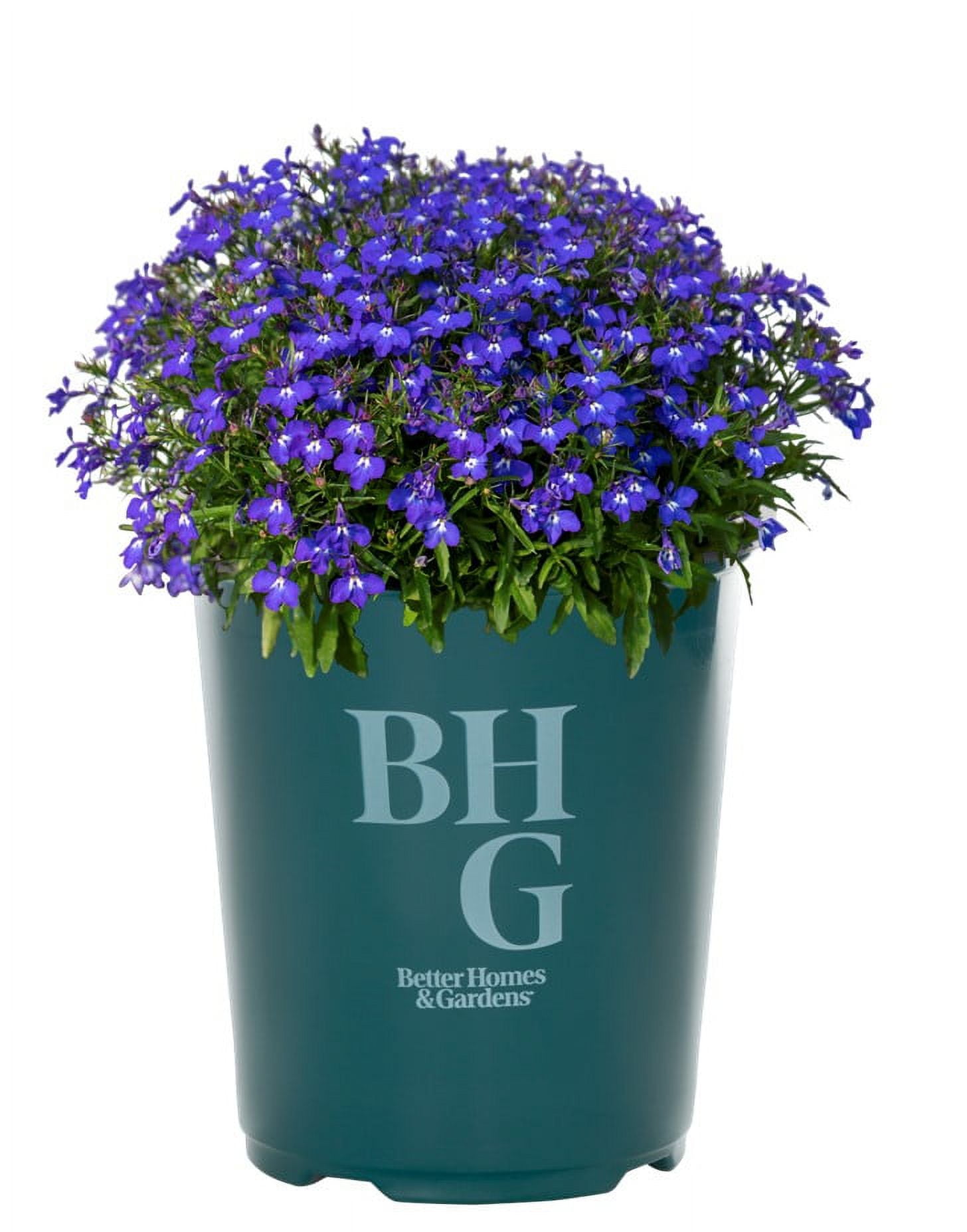 Better Homes & Gardens Blue Lobelia Live Annual Plant, 1.5PT Grower Pots, Full Sun, 5-Pack