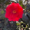thumbnail image 4 of Greensboro Red Camellia – 3 Gallon Potted Plant, Deep Red Winter Blooms, Evergreen Flowering Shrub, 4 of 6