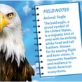thumbnail image 4 of MasterPieces 100 Piece Jigsaw Puzzle - Eagle - 11.35"x11.48", 4 of 4