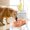 Pink, variant on Neorosiri Automatic Water Feeder for Dogs - Non-Bottle Water Dispenser with Flow Control, Ideal for Food and Water Supply for Pets