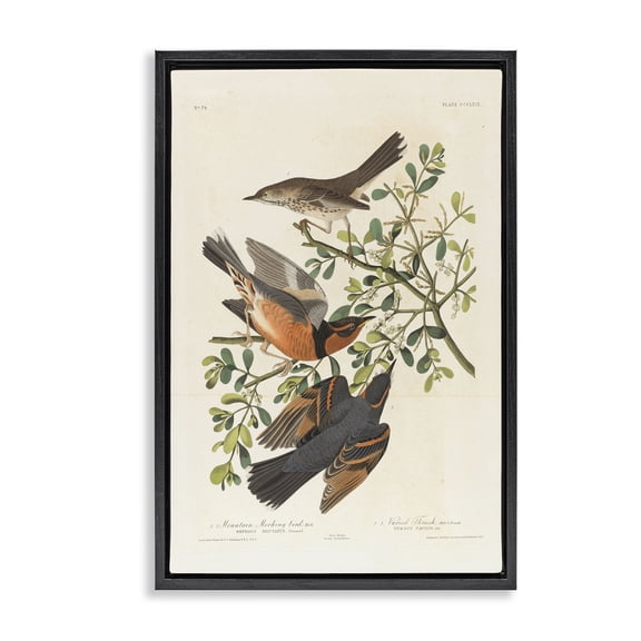 Stupell Industries Classic Audubon Bird Study Animals Painting Black Floater Framed Canvas Art Print Wall Art, 17 x 25