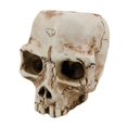thumbnail image 1 of Regalo de decoración de maceta de esqueleto para adornos de tienda Adornos Único Zulema Jardinera de calaveras, 1 of 8