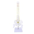 thumbnail image 2 of Modelo De Columna Vertebral, Modelo De Médula Espinal De Material Didáctico De 15,7 Pulgadas Para Educación, 2 of 7
