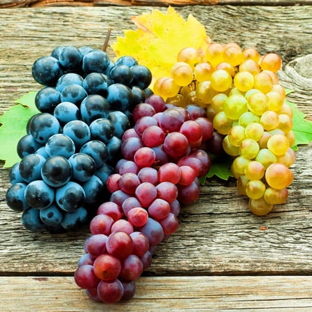 Grape Bulbs Grapes Are Suitable for Nature Lovers and Gardeners Grapes Are Suitable for Home Trellises Grapes Are Precious Sweet Fruits Grapes Have Strong Vitality