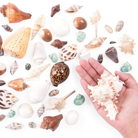 Mixed Ocean Beach Fairy Garden Seashells Marine Life for Arts & Crafts, Decorations, Party Favors Collection (Approx. 40