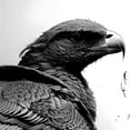 thumbnail image 2 of A Soaring Majesty - Majestic Birds Canvas Wall Art, 2 of 2