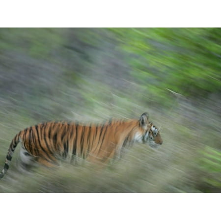 Bengal Tiger, Tigress in Grass, Madhya Pradesh, India Print Wall Art By Elliot (Best Grass For Cows In India)