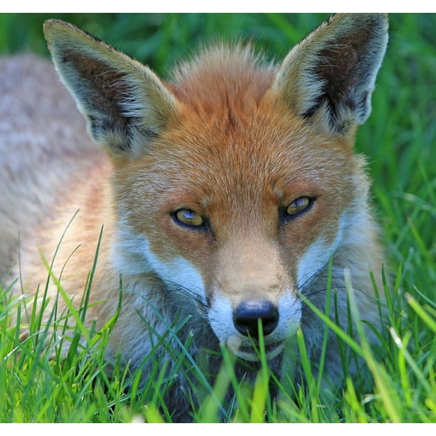 Peel N Stick Poster Of Close Up Fox Red Eyes Red Fox Face Head Poster 24x16 Adhesive Sticker Poster Print Walmart Com Walmart Com