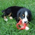 thumbnail image 2 of Juguete para Dentición SmartPetLove Snuggle Puppy con Alivio de Hielo, 2 of 5