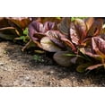 thumbnail image 4 of Rouge d'Hiver Romaine Lettuce Seeds (Lactuca sativa) – 1000+ Heirloom Non-GMO Seeds per Packet by Isla’s Garden Seeds, Cold-Hardy, Red-Tinged Leaves, Perfect for Crisp and Flavorful Salads, 4 of 7