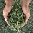 Alfalfa Hay Dried Natural Alfalfa Hay for Rabbits, Guinea Pigs