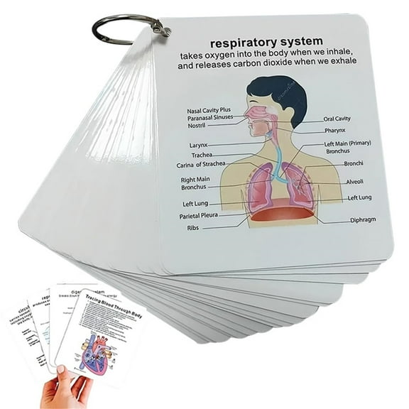 PALIFEUR Anatomy&Physiology Flashcards, Fast Study Reference Tool, 1 set Clinical&Nursing Index Cards with Rings, Anatomy Flash Cards Gifts for Students
