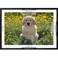 thumbnail image 3 of Golden Retriever Dog Puppy in Buttercups, Framed Art Print Wall Art Sold by ArtCom, 3 of 6