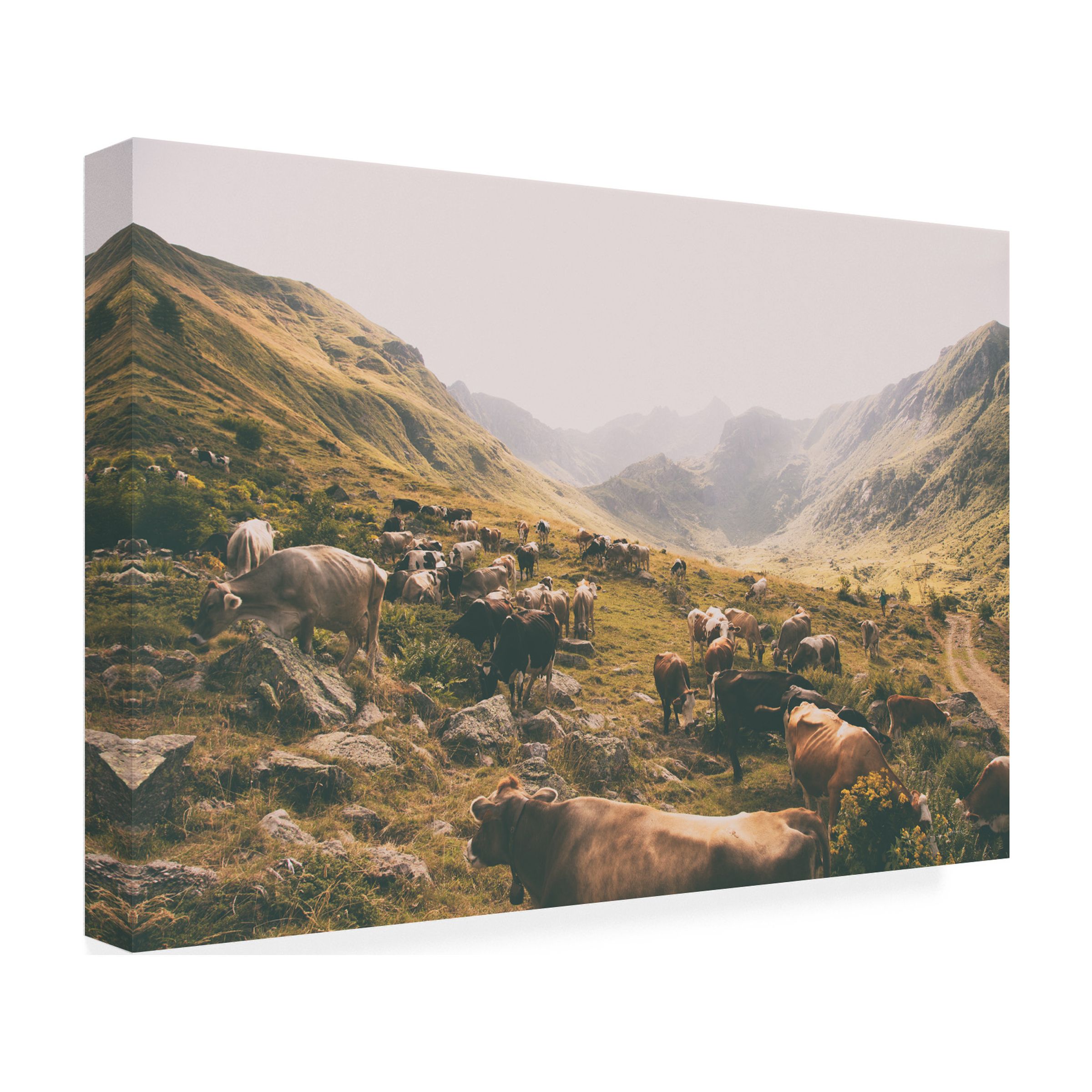 Trademark Fine Art 'In the Valley Cows' Canvas Art by Aledanda