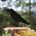 thumbnail image 5 of Metal Raven Statue Crow Decor - Black Bird Fence Topper Garden Ornament - Gothic Home Decor Outdoor Yard Art - Rustic Halloween Decoration for Gate Post Witchy Gothic Style, 5 of 5