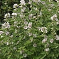 thumbnail image 2 of Marsh Mallow Seed - Althaea Officinalis Herb Seeds - 2000 Seeds, 2 of 4