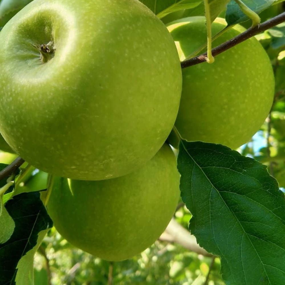 Expert Gardener 3-4 ft tall Granny Smith Apple Live Tree in 7-Gallon Grower Pot