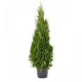 thumbnail image 1 of Rainbow Greenhouses PFS 2Gal Assorted Cedar | Live Plants | Full Sun | Shrub, 1 of 2