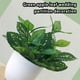 thumbnail image 3 of Hojas Artificiales Cateissary en maceta tipo Planta 2, 3 of 6