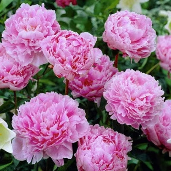 Sarah Bernhardt Potted Peony, 2-3 Eye, Trade Gallon Container, (0.667 gallons of dirt)