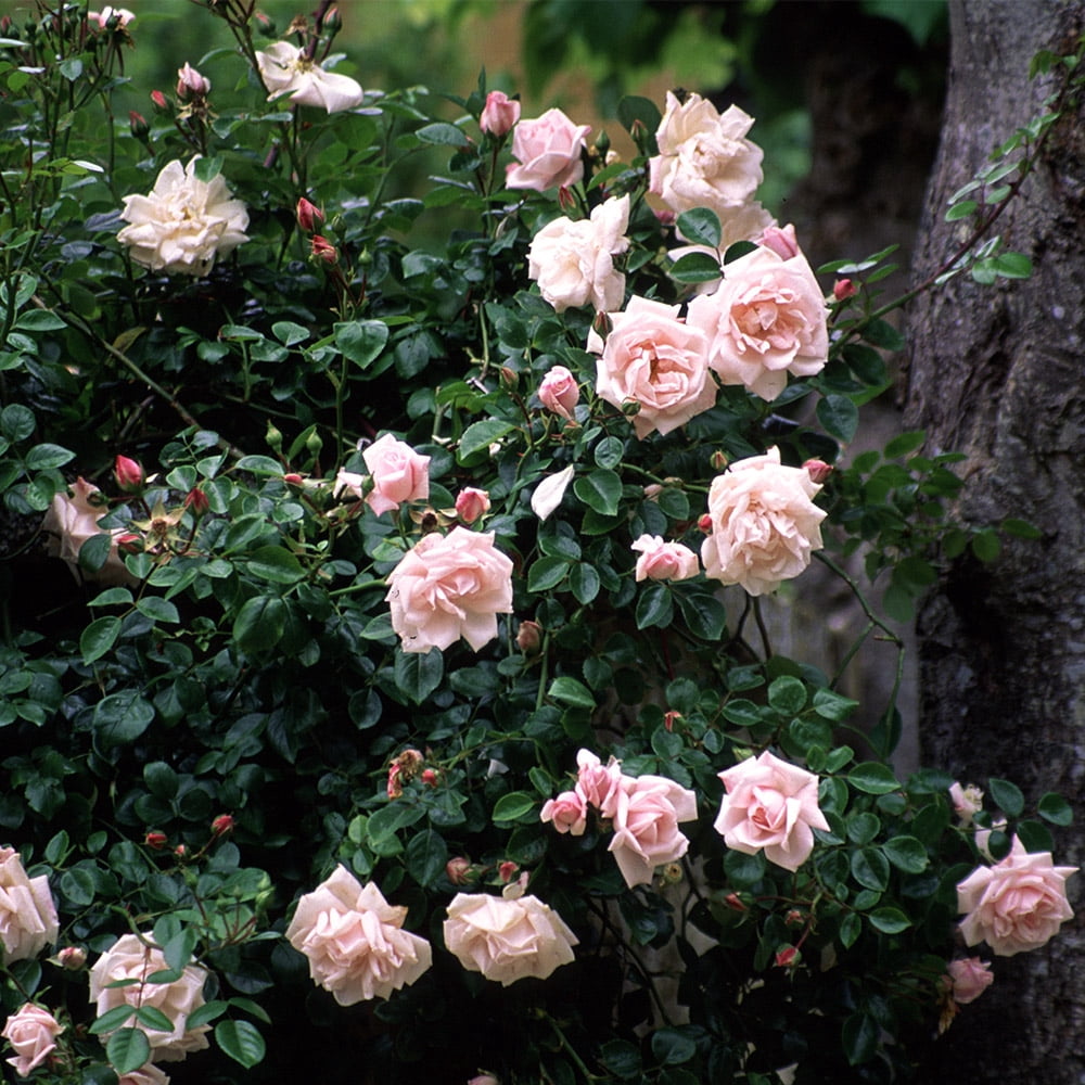 Heirloom Roses Pink Rose Bush - The New Dawn Plant , Live Fragrant Climbing Plants For Outdoors