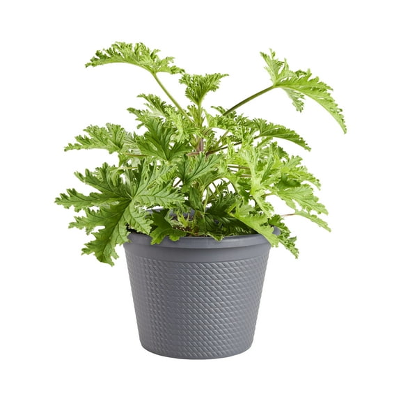 Bonnie Plants Citronella, 0.94 gallons, Live Plant