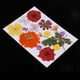 thumbnail image 4 of Flores secas prensadas reales Soledad para decoración de álbum de recortes manualidades, 4 of 10