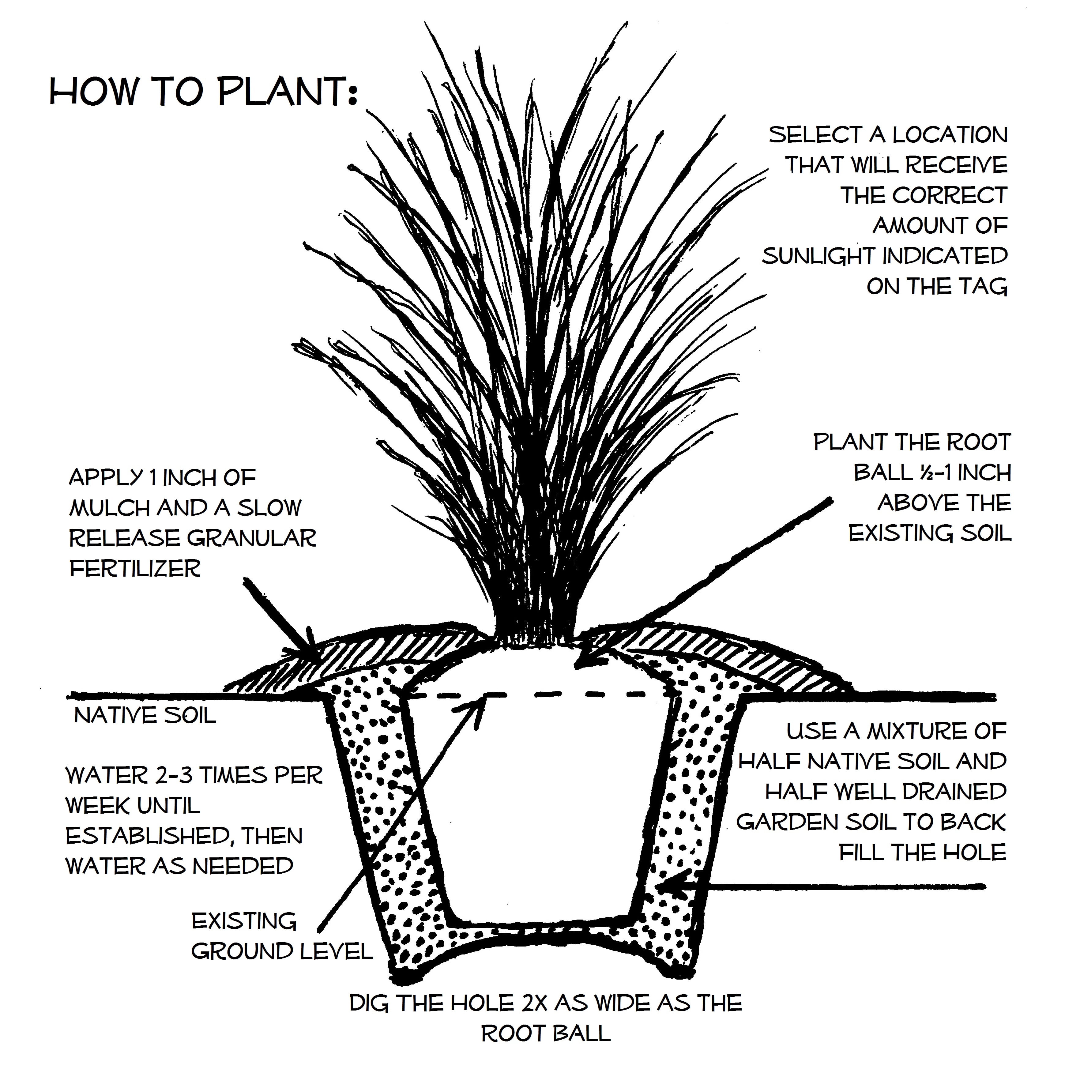 Expert Gardener Pink Muhly Grass, 2.5 Gallon Live Outdoor Ornamental Perennial, Full Sun to Part Shade