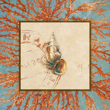 24 Coral Shell - Coral Medley Shell III Stretched Canvas - Lanie Loreth (24 x 24)
